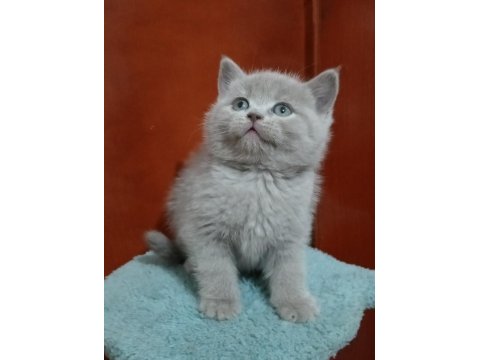 Oyuncu British Shorthair Ponçikler