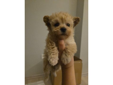 3 Aylık Maltipoo Yavrusu - Tüm Eşyalarıyla Birlikte
