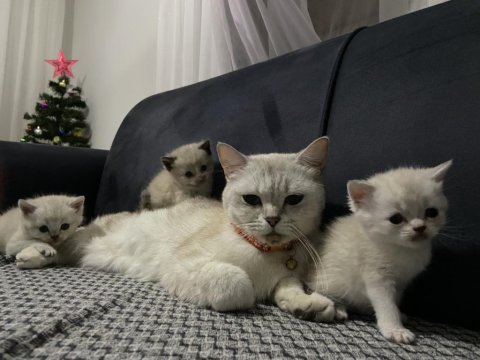 Güzel British Shorthair Bebeklerim Teslime Hazır