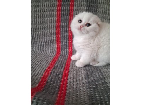 Sevgi Dolu British Longhair Bebekler Yeni Yuvalarını Arıyor