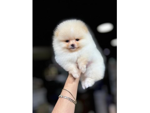 Irk Ve Sağlık Garantili Teddy Pomeranian Boo