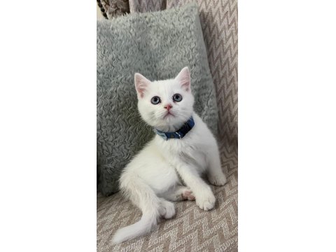 Sağlıklı British Shorthair Yavru Kedimiz
