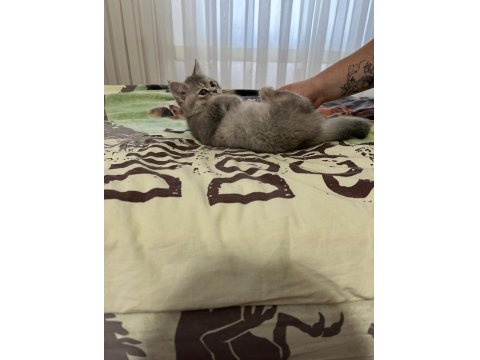 Minik Gri Bulut- 3 Aylık Dişi British Shorthair