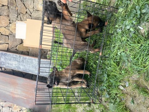 A Kalite Belçika Kurdu Bebekler