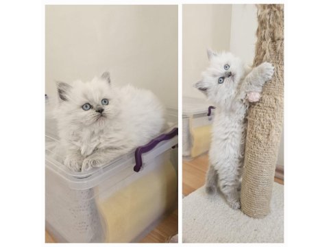 Maviş British Longhair Bebeğimiz Teslime Hazır