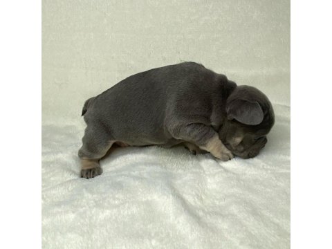 French Bulldog Köpekleri