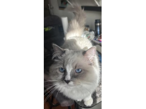 7 Aylık Ragdoll Yavrumuz Sahiplendirecektir