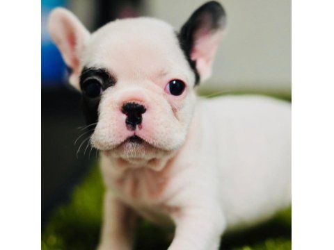 French Bulldog Yavruları