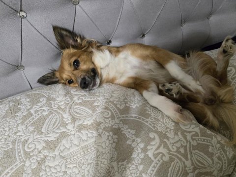 Oyuncu Ve Sevecen Köpeğimiz