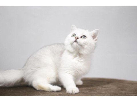 British Shorthair Kedisi Yavruları