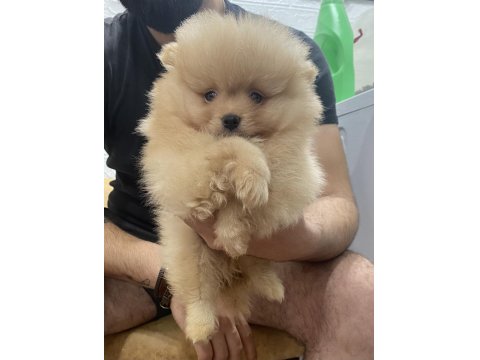 Pomeranian Efsane Bebek Köpekler