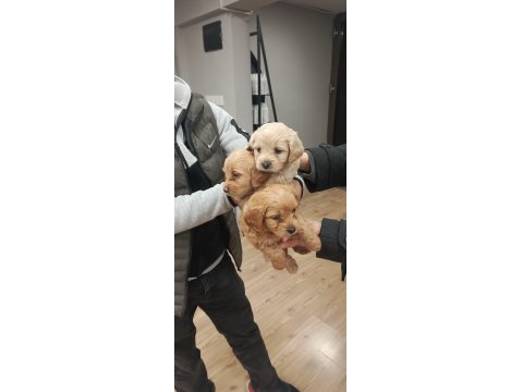 Büyümeyen Maltipoo Bebek Köpekler