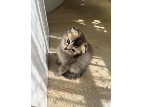British Shorthair 1,5-2 Aylık Kedimiz