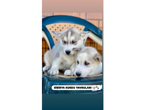 A Kalite Sibirya Kurdu Yavru Köpeklerimiz