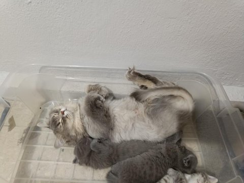 Anne British Longhair Ve 3 Yavru