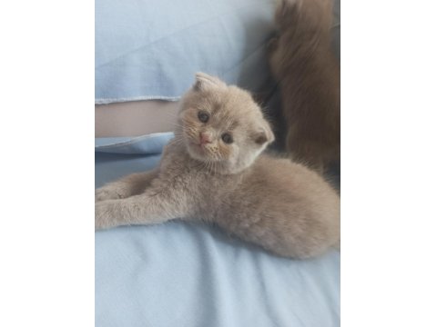 British Shorthair Scottish Fold Yavru Kedimiz