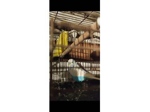 Hazır Takım Muhabbet Kuşumuz