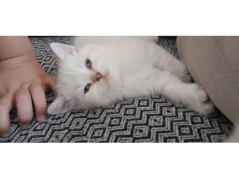 British Shorthair Blue Point