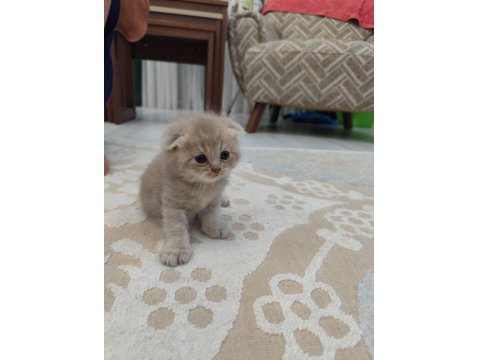 Yavru Kedilerimize Yuva Arıyoruz