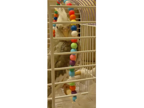 8 Aylık Dişi Eğitime Ve Eşe Uygun Sultan Papağanı