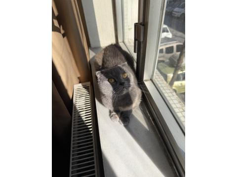 Scottish Fold Kedimiz Ücretsiz