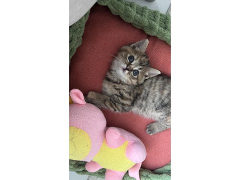 2 Aylık Yavru Kedimiz