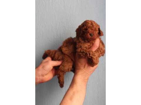 Red Poodle Yavrular İzmir