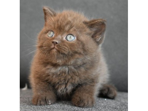 2 Saylık Safkan British Shorthair