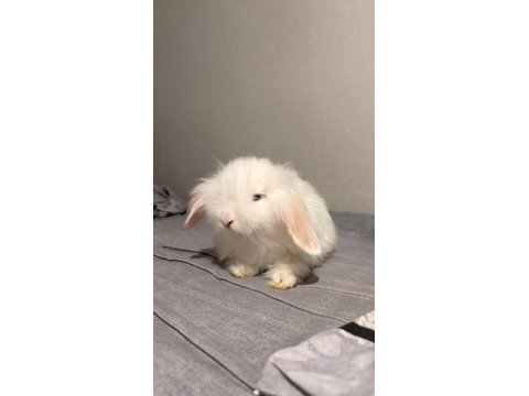 Lop Tavşanı