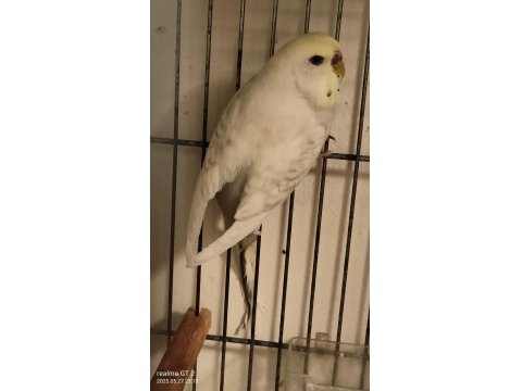 Dişi Damızlık Muhabbet Kuşu