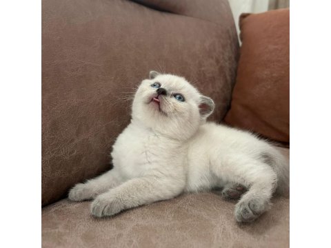 British Shorthair Bebeklerimiz Yeni Yuvalarını Arıyor
