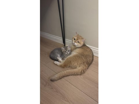 3 Aylık Birbirinden Güzel British Yavrular