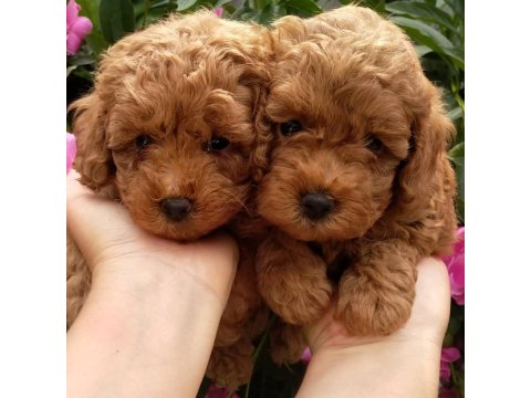 Toy Poodle Sevimli Köpekler