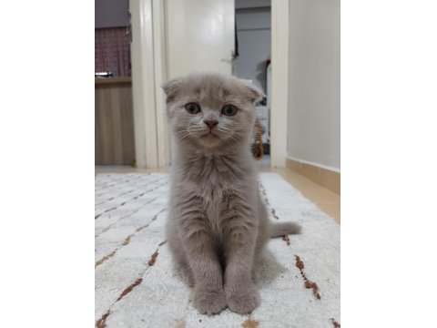 Scottish Fold Lilac