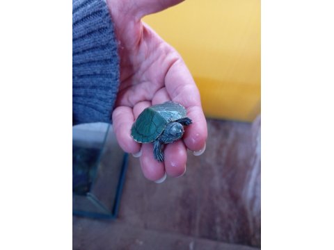 Yavru Singapur Kaplumbağa