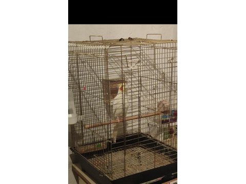 Erkek Lutino Sultan Papağanı