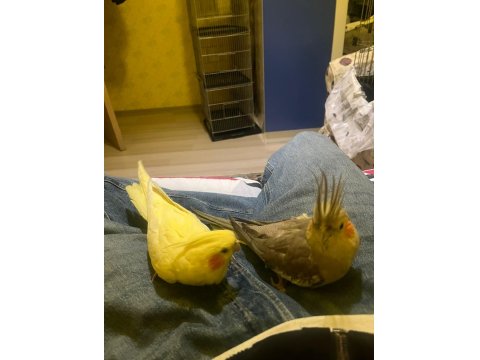 Çift Sultan Papağanı Gayet Sağlıklı