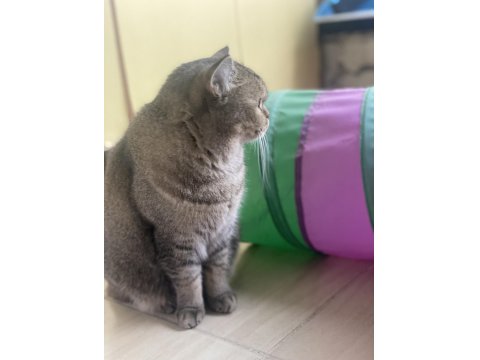 Sakin Ve Uyumlu British Hera’ya Yeni Yuva Arıyoruz