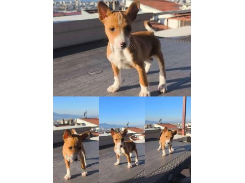 A Kalite Basenji Yavru