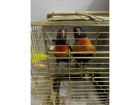 1.5 Yaşında Lori Takım Eşe Yeni Atıldı