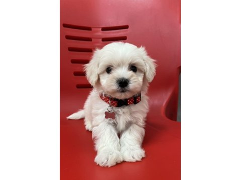 Hipoalerjenik Tüy Dökmeyen Maltesemiz