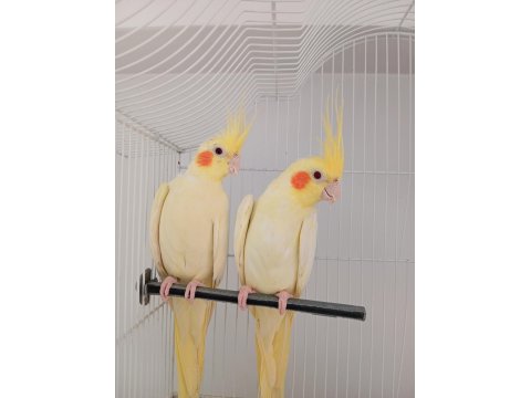 Çok Güzel Bir Çift Lutino Sultan Papağanı