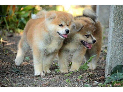 Japon Akita İnu Yavruları