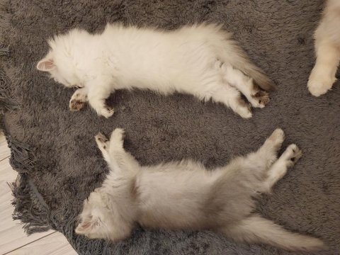 2 Adet British Longhair