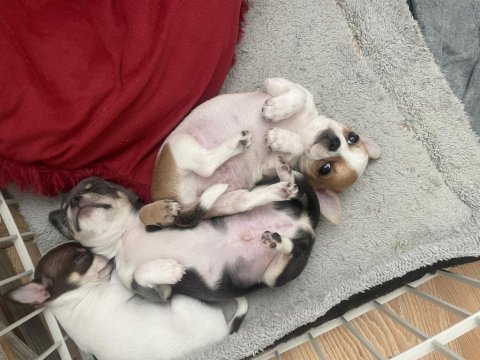 Elma Kafa Küt Burun Mükemmel Anatomi Chihuahua Yavrularımız