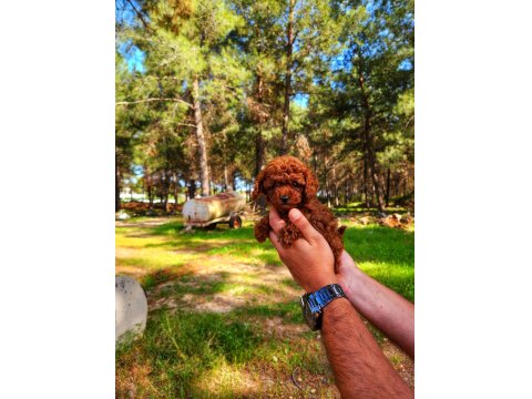 Toy Poodle Mı İstemiştiniz
