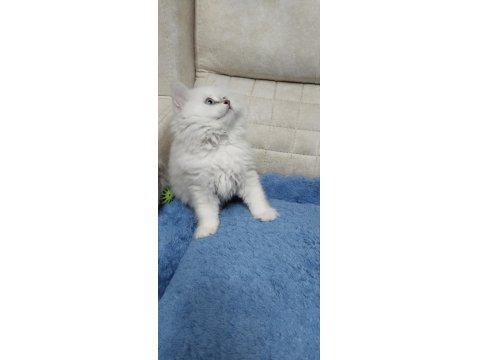 Yakışıklı Oyuncu British Longhair Oğlum