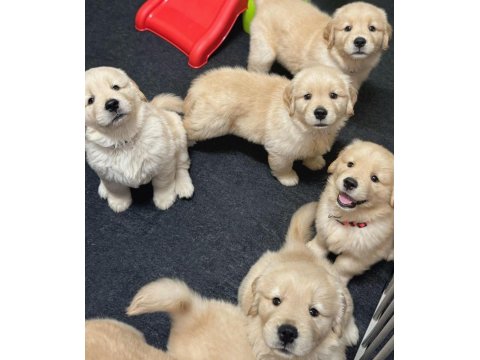 Sevimli Golden Retriever Köpeği Yavrularımız