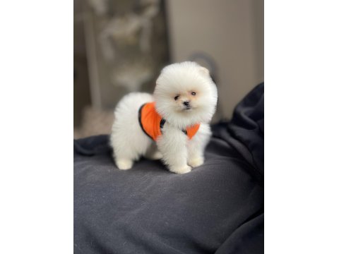 Ayı Surat Pomeranian Boo Köpekler