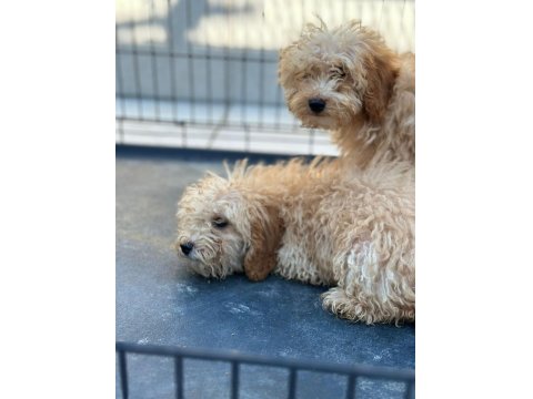Apricot Poodle Uygun